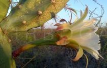 Cereus jamacaru - Flower, side view - Click to enlarge!