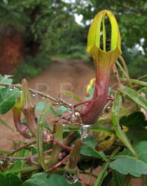 Ceropegia affinis - Flower - Click to enlarge!