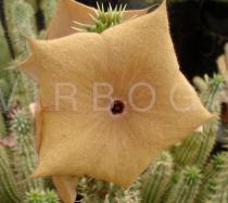 Ceropegia gordonii - Flower - Click to enlarge!