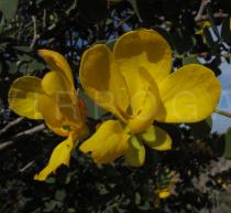 Chamaecrista brachystachya - Flowers - Click to enlarge!
