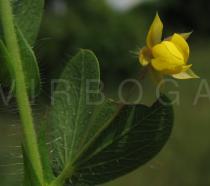 Chamaecrista rotundifolia - Flower - Click to enlarge!