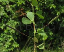 Chamaecrista rotundifolia - Infructescences - Click to enlarge!