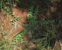 Chamaecrista rotundifolia - Habit - Click to enlarge!