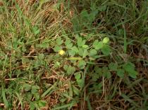 Chamaecrista rotundifolia - Habit - Click to enlarge!
