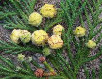Chamaecyparis obtusa - Unripe cones - Click to enlarge!