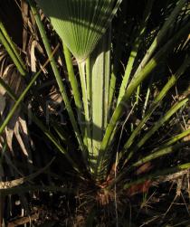 Chamaerops humilis - Leaf bases with spines - Click to enlarge!