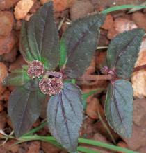 Chamaesyce hirta - Flowering plant - Click to enlarge!