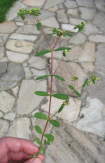 Chamaesyce hyssopifolia - Branch - Click to enlarge!
