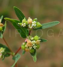 Chamaesyce hyssopifolia - Flowers - Click to enlarge!