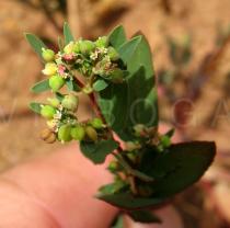 Chamaesyce hyssopifolia - Fruits - Click to enlarge!