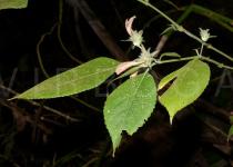 Championella maclurei - Foliage - Click to enlarge!