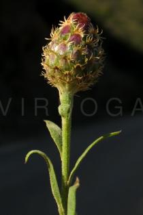 Cheirolophus sempervirens - Flower head bud - Click to enlarge!