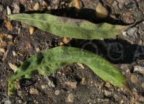 Cheirolophus sempervirens - Upper and lower surface of leaf - Click to enlarge!