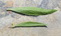Cheirolophus sempervirens - Upper and lower surface of leaf - Click to enlarge!