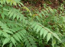 Choerospondias axillaris - Foliage - Click to enlarge!