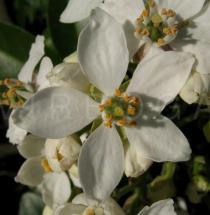 Choisya ternata - Flower, close-up - Click to enlarge!