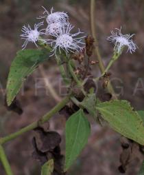 Chromolaena odorata - Inflorescence - Click to enlarge!
