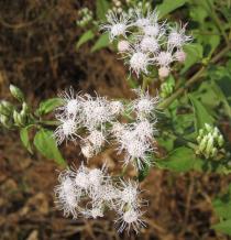 Chromolaena odorata - Flower heads - Click to enlarge!