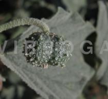 Chrozophora tinctoria - Fruit - Click to enlarge!