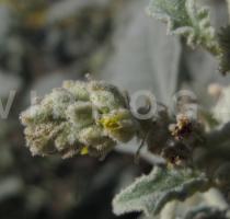 Chrozophora tinctoria - Flower - Click to enlarge!
