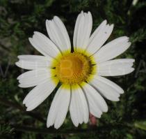 Chrysanthemum coronarium - Flower head - Click to enlarge!