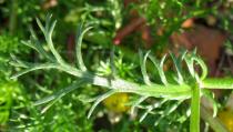 Chrysanthemum coronarium - Leaf upper side - Click to enlarge!