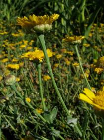 Chrysanthemum segetum - Flower head side view - Click to enlarge!