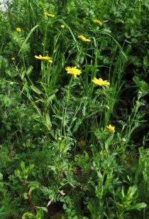 Chrysanthemum segetum - Habit - Click to enlarge!