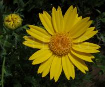 Chrysanthemum segetum - Flower head - Click to enlarge!