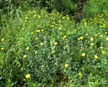 Chrysanthemum segetum - Habit - Click to enlarge!