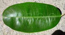 Chrysophyllum cainito - Upper surface of leaf - Click to enlarge!