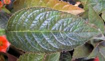 Chrysothemis pulchella - Upper surface of leaf blade - Click to enlarge!