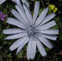 Cichorium intybus - Flower head - Click to enlarge!