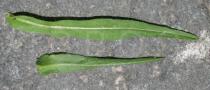 Cichorium intybus - Upper and lower surface of leaf - Click to enlarge!