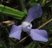 Cipura paludosa - Flower - Click to enlarge!