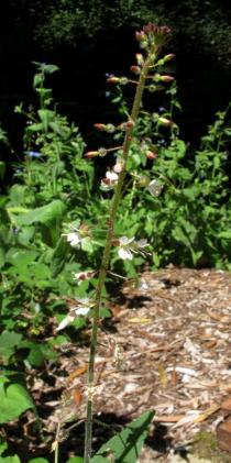 Circaea lutetiana - Inflorescence - Click to enlarge!