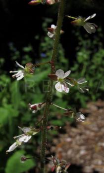 Circaea lutetiana - Inflorescence, close-up - Click to enlarge!