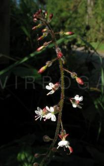 Circaea lutetiana - Inflorescence - Click to enlarge!