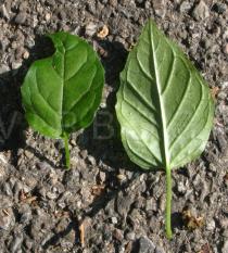 Circaea lutetiana - Upper and lower surface of leaf - Click to enlarge!
