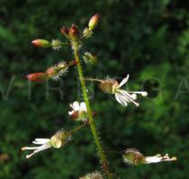 Circaea lutetiana - Flowers, side view - Click to enlarge!