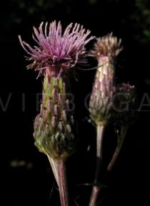 Cirsium arvense - Flower head - Click to enlarge!