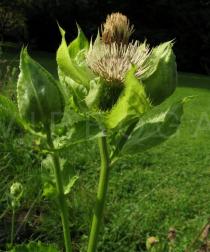Cirsium oleraceum - Inflorescence, side view - Click to enlarge!