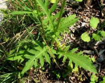 Cirsium oleraceum - Foliage - Click to enlarge!