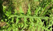 Cirsium palustre - Upper surface of leaf - Click to enlarge!