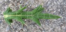 Cirsium vulgare - Upper surface of leaf - Click to enlarge!