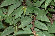 Cissus javana - Foliage - Click to enlarge!