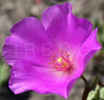 Cistanthe grandiflora - Flower - Click to enlarge!