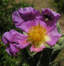 Cistus albidus - Flower - Click to enlarge!