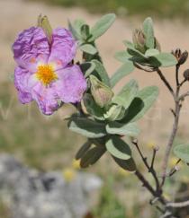 Cistus albidus - Flowers and flower buds - Click to enlarge!