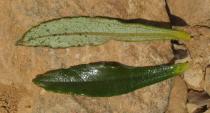 Cistus ladanifer - Upper and lower side of leaf - Click to enlarge!
